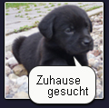 Wlpe-Zuhause gesucht