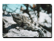 tiere