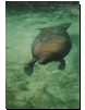 tiere