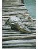 tiere