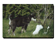 tiere