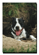 tiere
