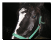 tiere