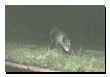 tiere