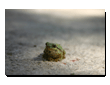 tiere