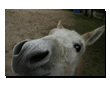 tiere