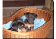 tiere