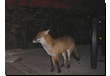 tiere