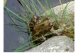 tiere