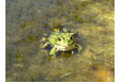 tiere