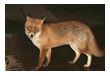tiere
