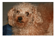 tiere